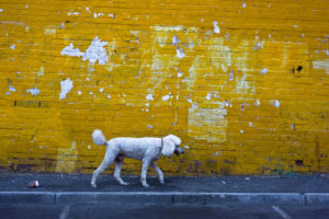 yellow wall + Ari
