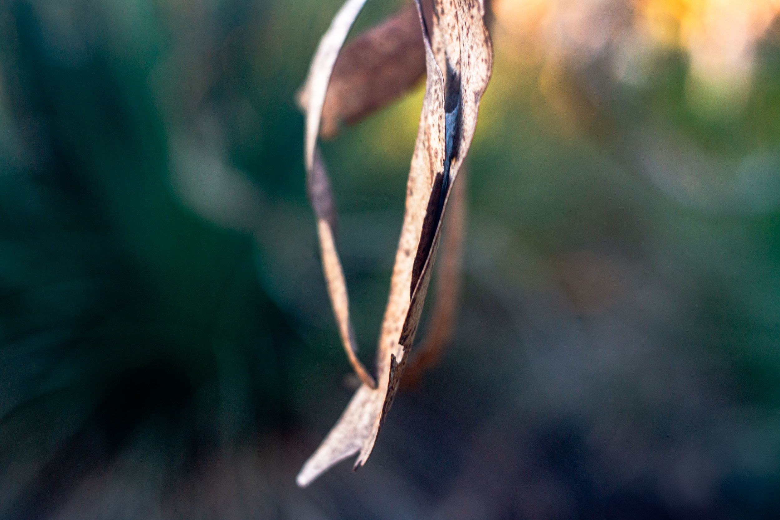 Sony NEX-7