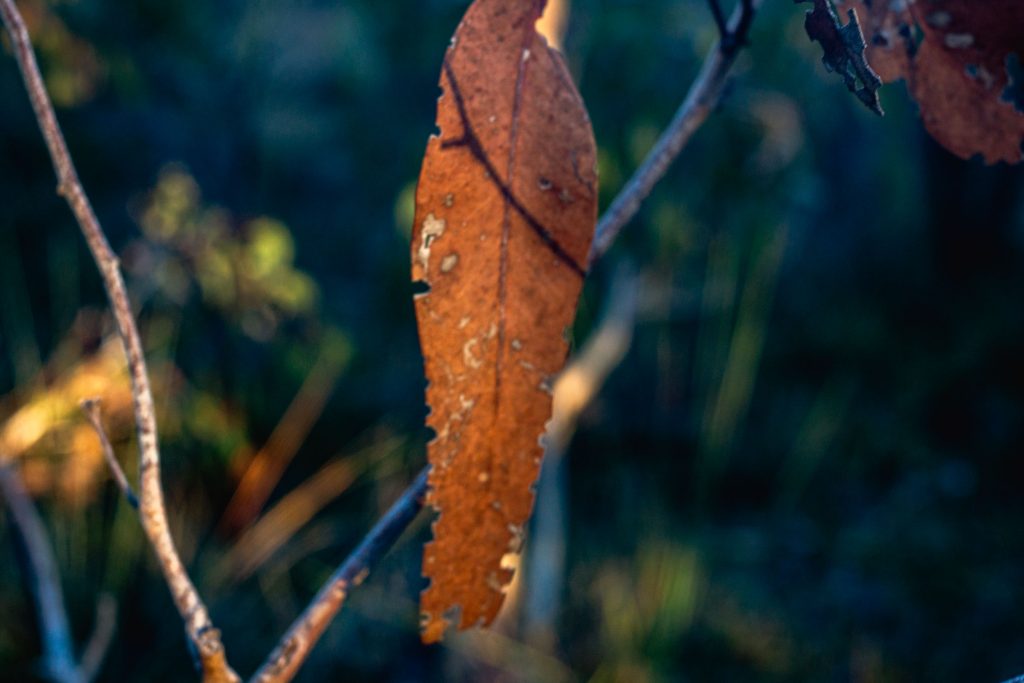 Sony NEX-7