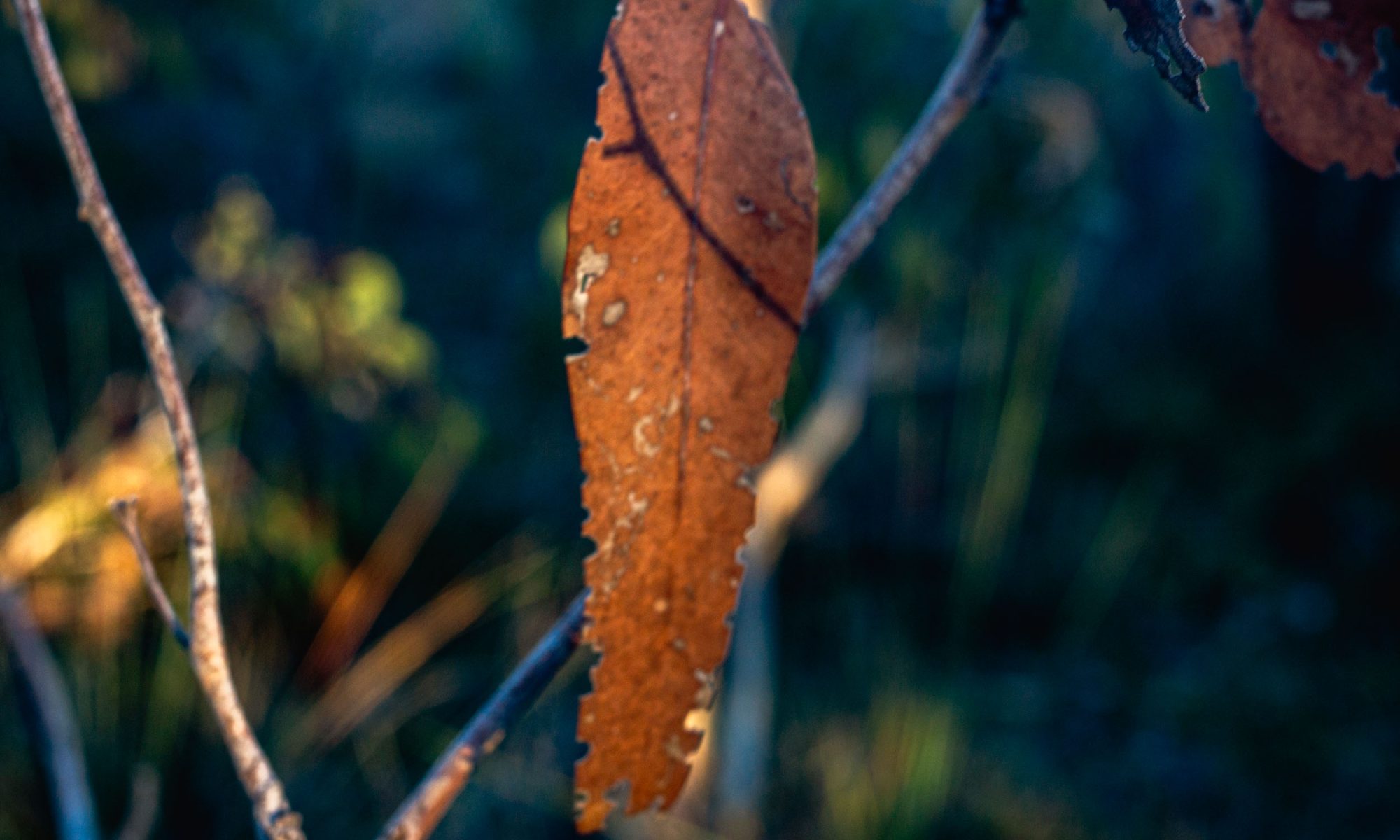 Sony NEX-7