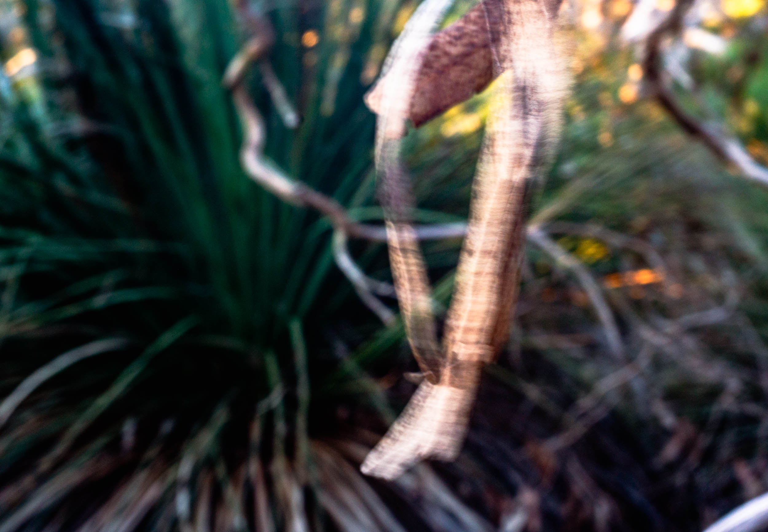 Sony NEX-7